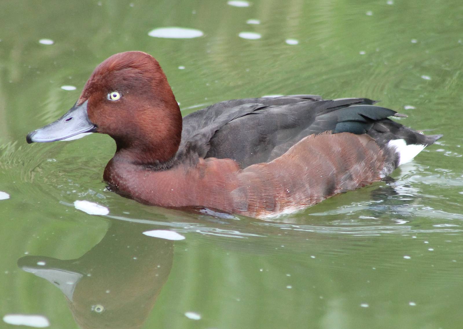 Ferruginous duck