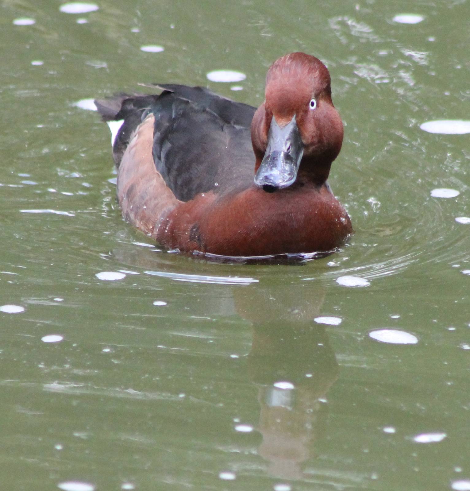 Ferruginous duck