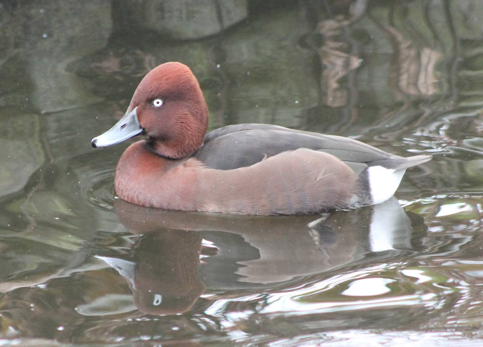 Ferruginous duck