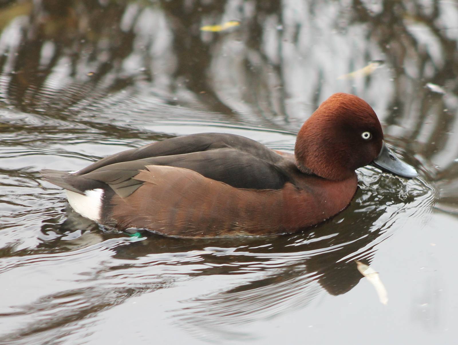 Ferruginous duck