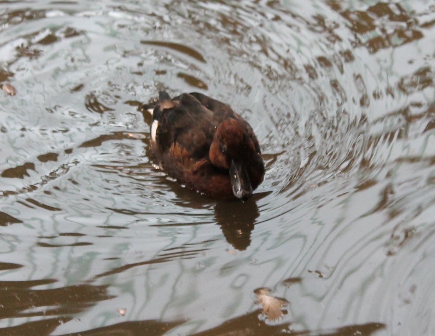 Ferruginous duck