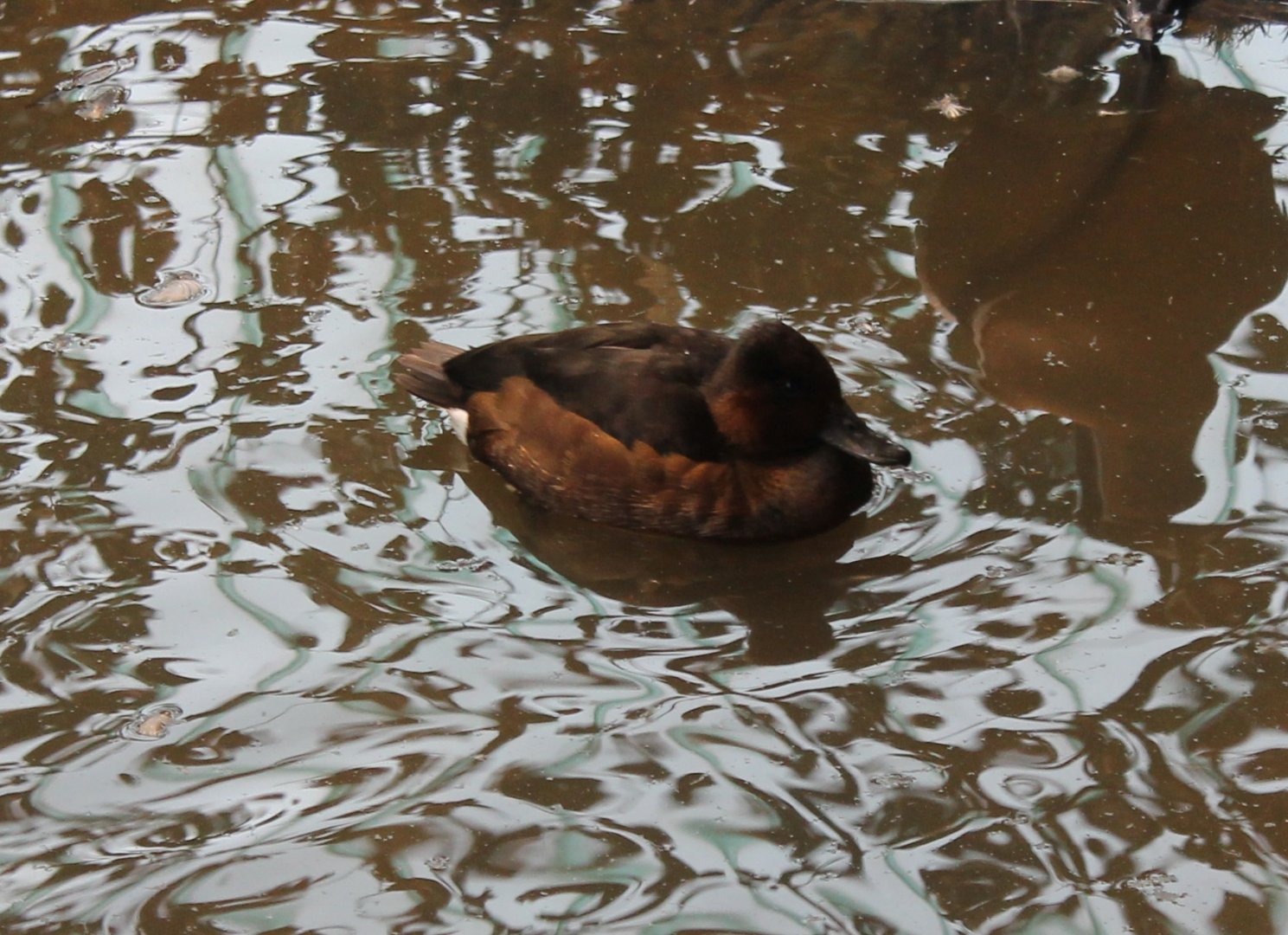 Ferruginous duck