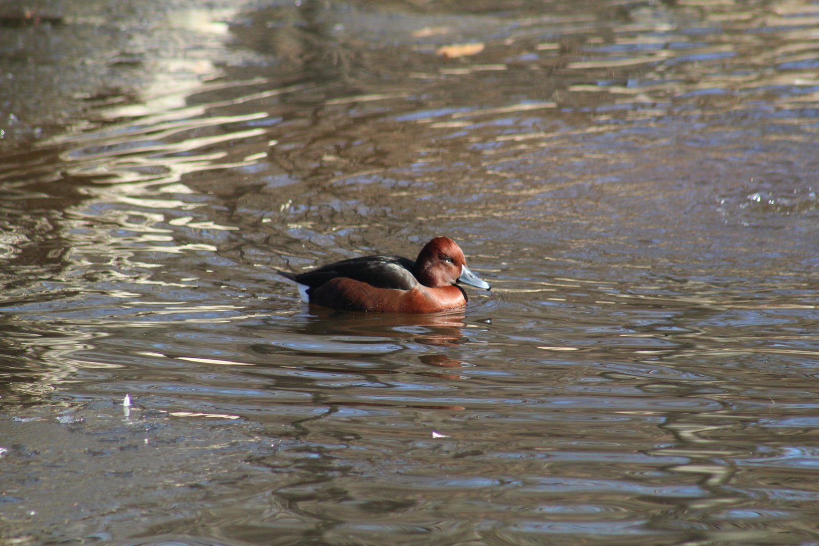 Ferruginous Duck