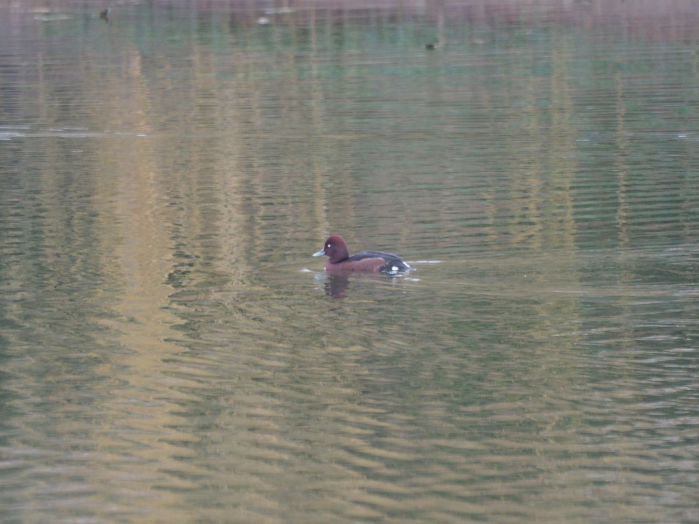 Ferruginous Duck