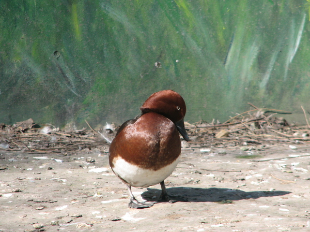 Ferruginous duck