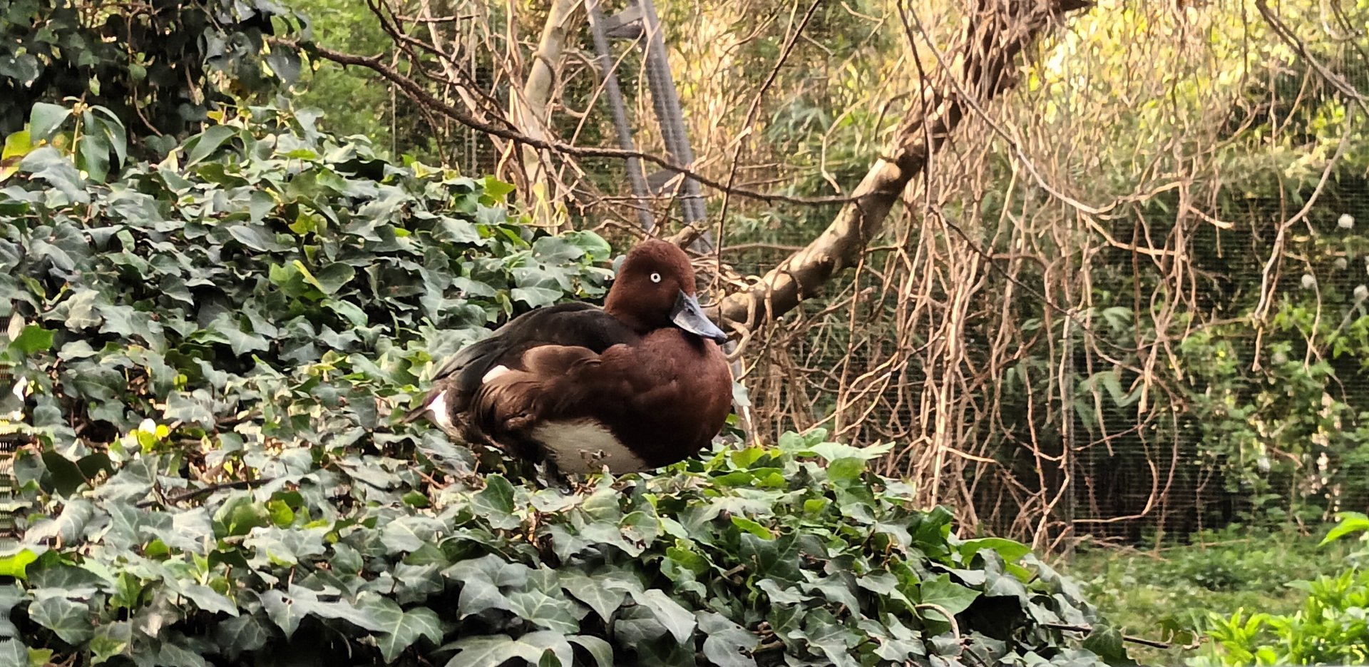 Ferruginous Duck