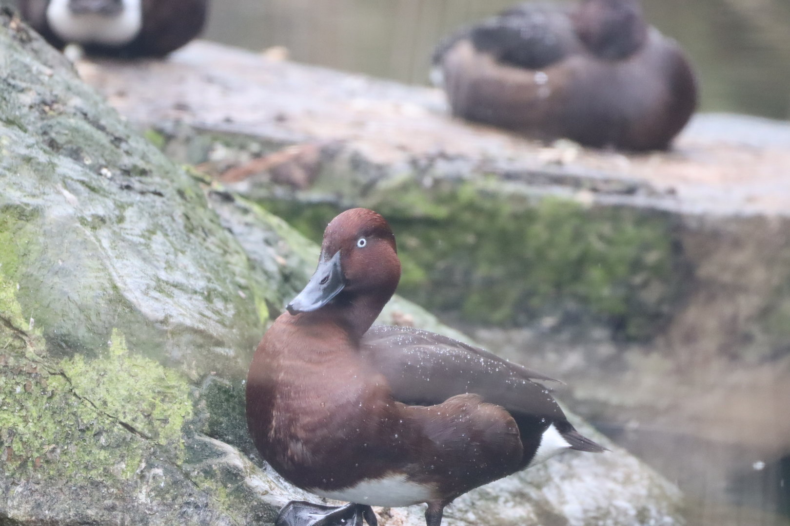 Ferruginous Duck