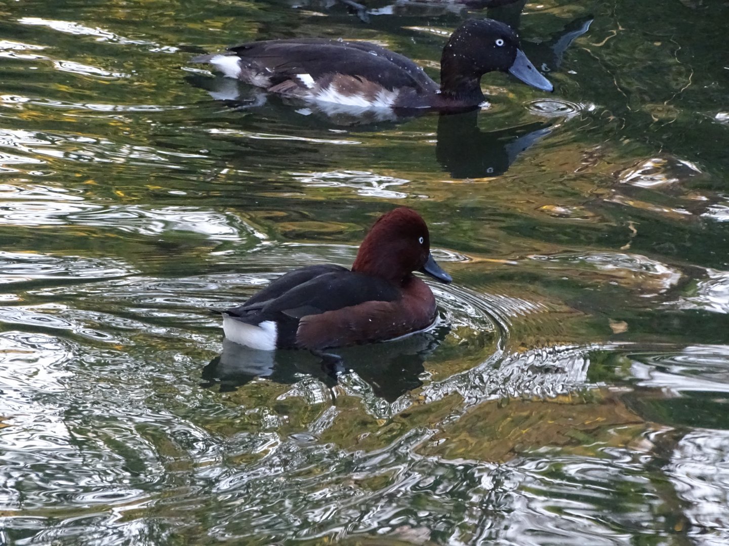 Ferruginous duck