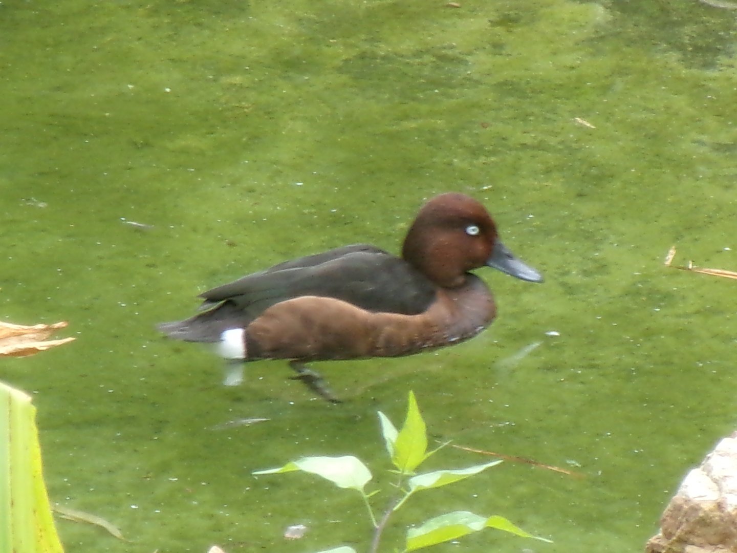 Ferruginous duck