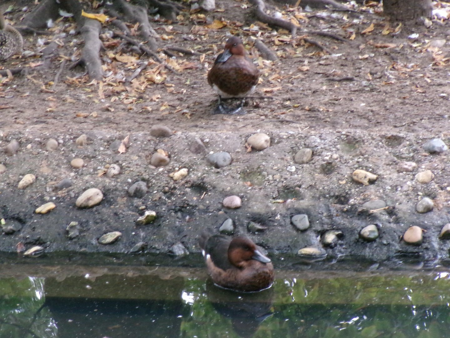Ferruginous duck