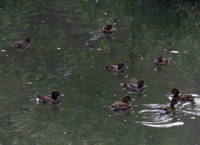 Ferruginous Ducks (Aythya nyroca)