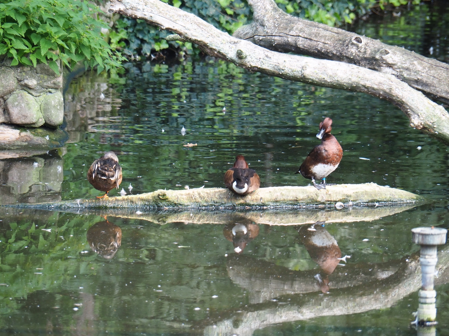 Ferruginous ducks or white-eyed pochards (Aythya nyroca), Sep 2nd, 2018
