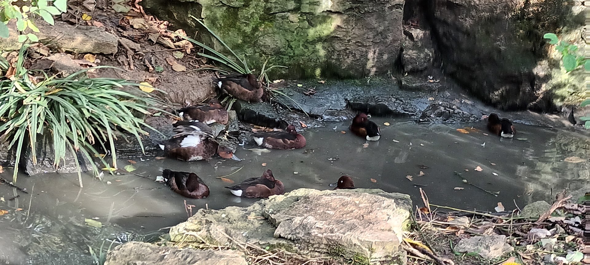 Ferruginous Ducks