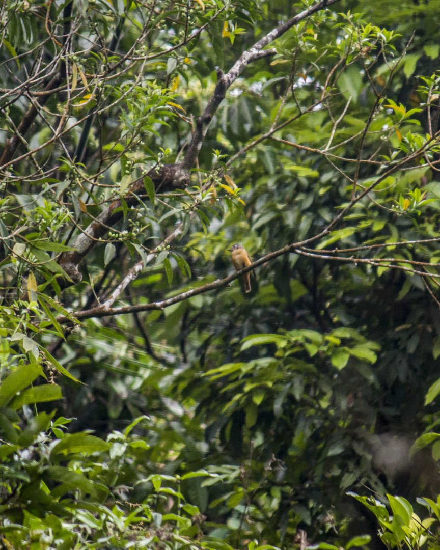 Ferruginous flycatcher, Muscicapa ferruginea