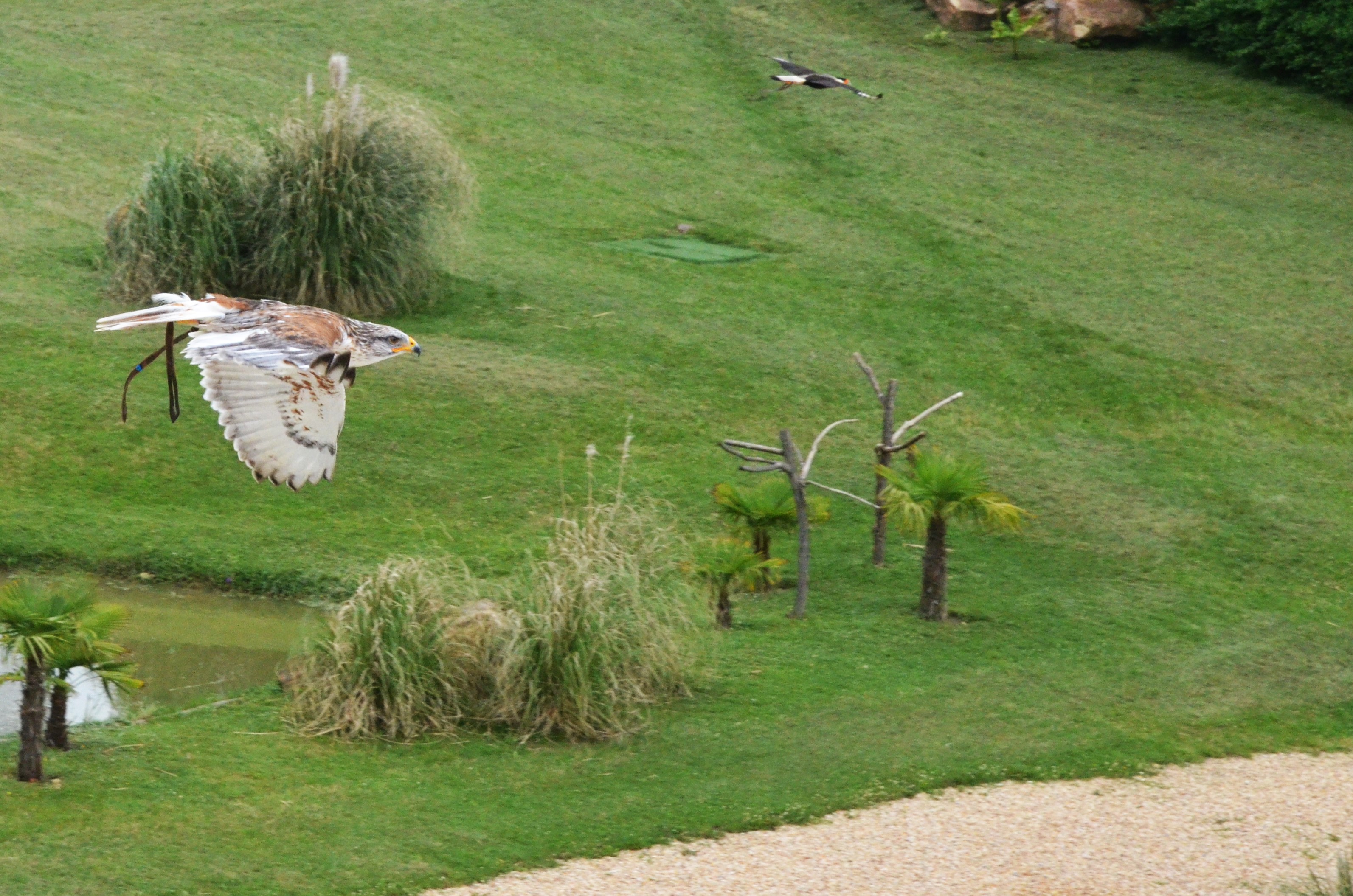 Ferruginous Hawk and Caracara - Les Maîtres des Airs at Beauval, 12/06/18