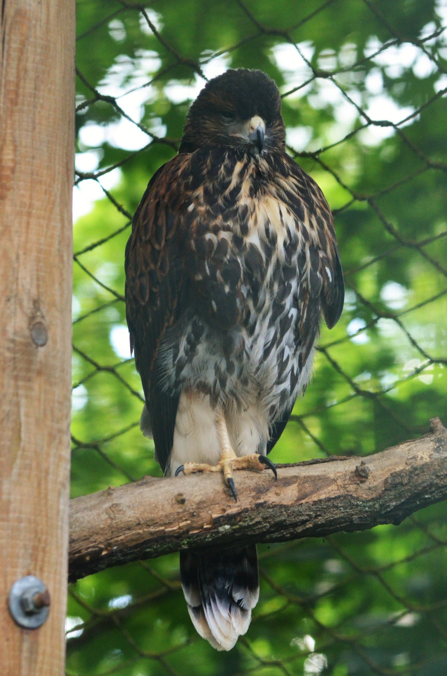 Ferruginous Hawk at Beauval, 12/06/18