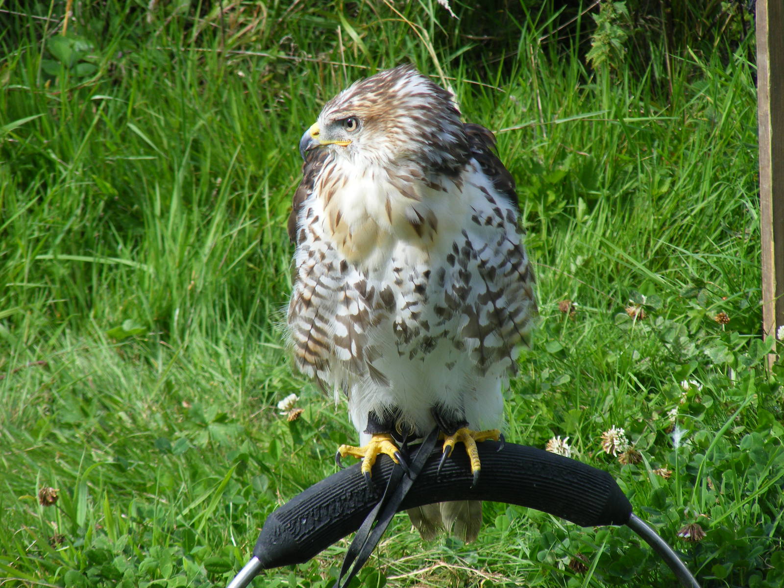 Ferruginous hawk at birds of prey display on 29 August 2011
