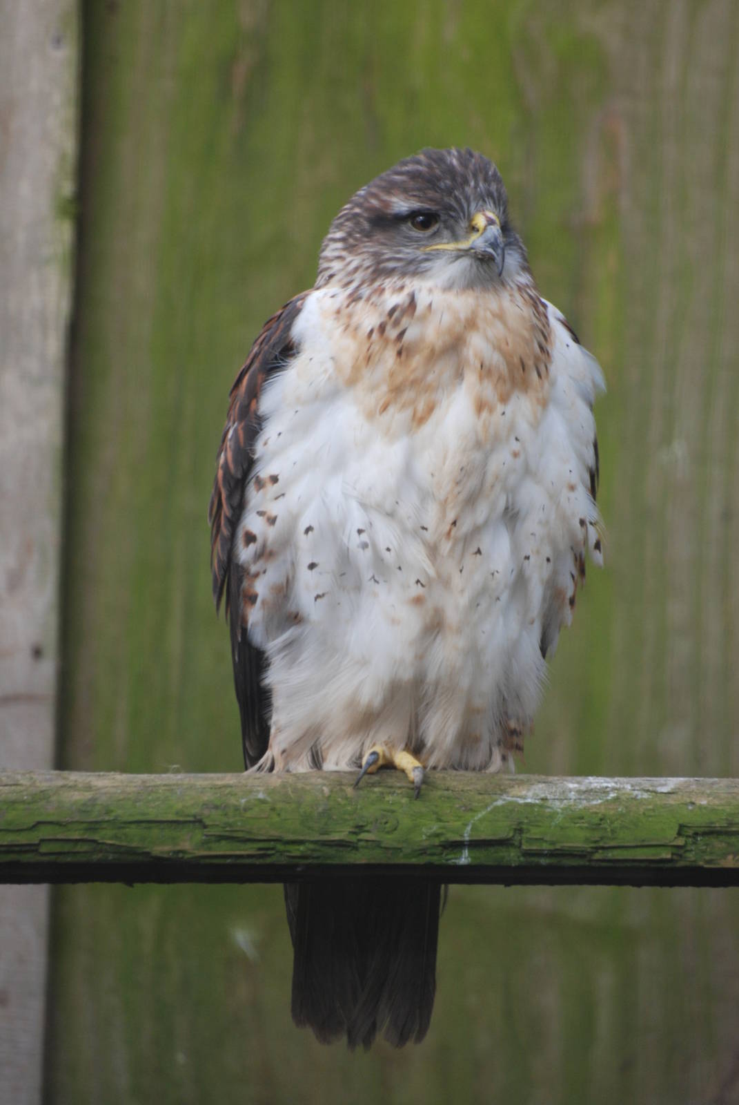 Ferruginous Hawk at Cotswold Falconry 05/03/11