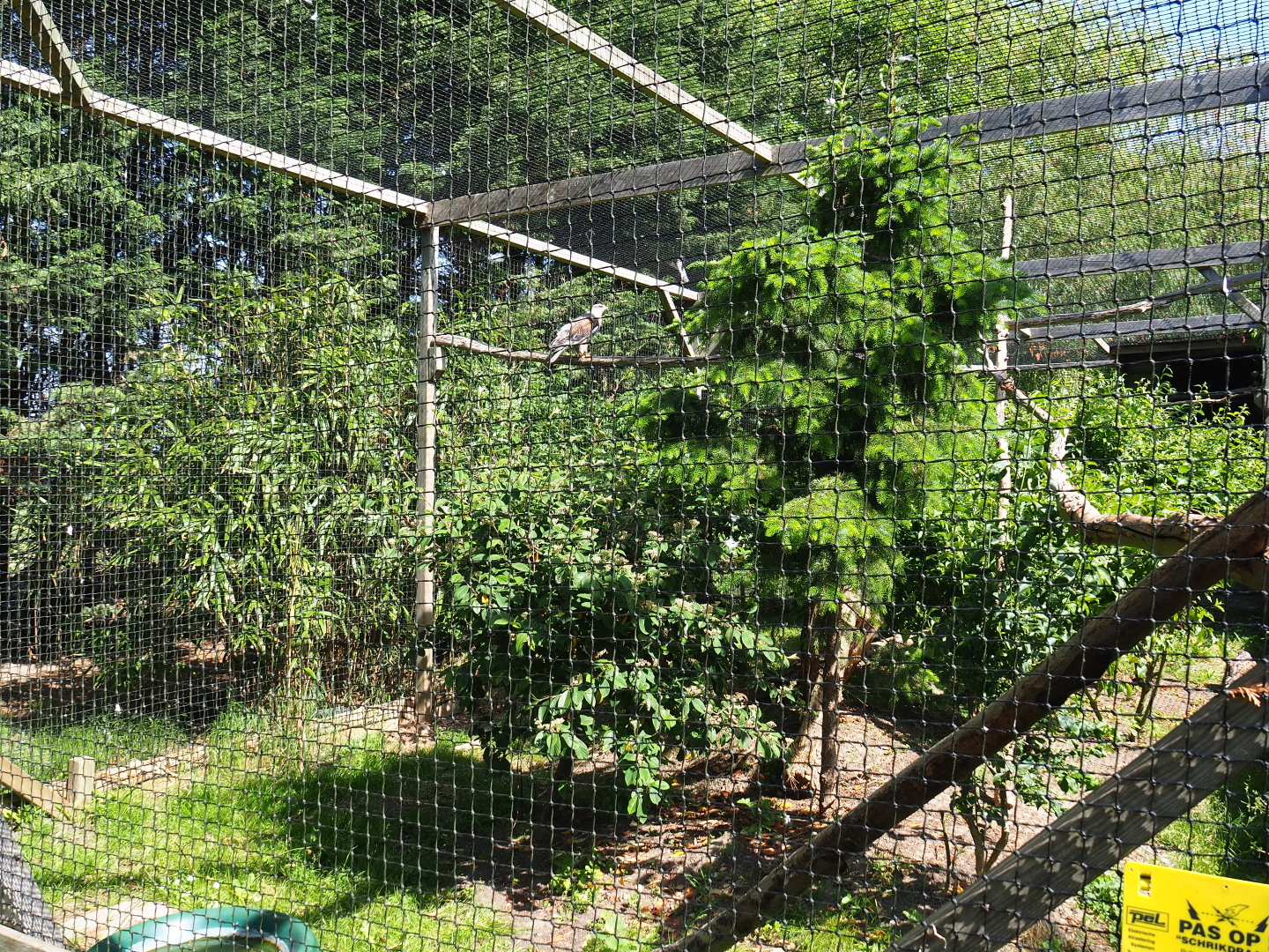 Ferruginous hawk aviary, 2019-06-01