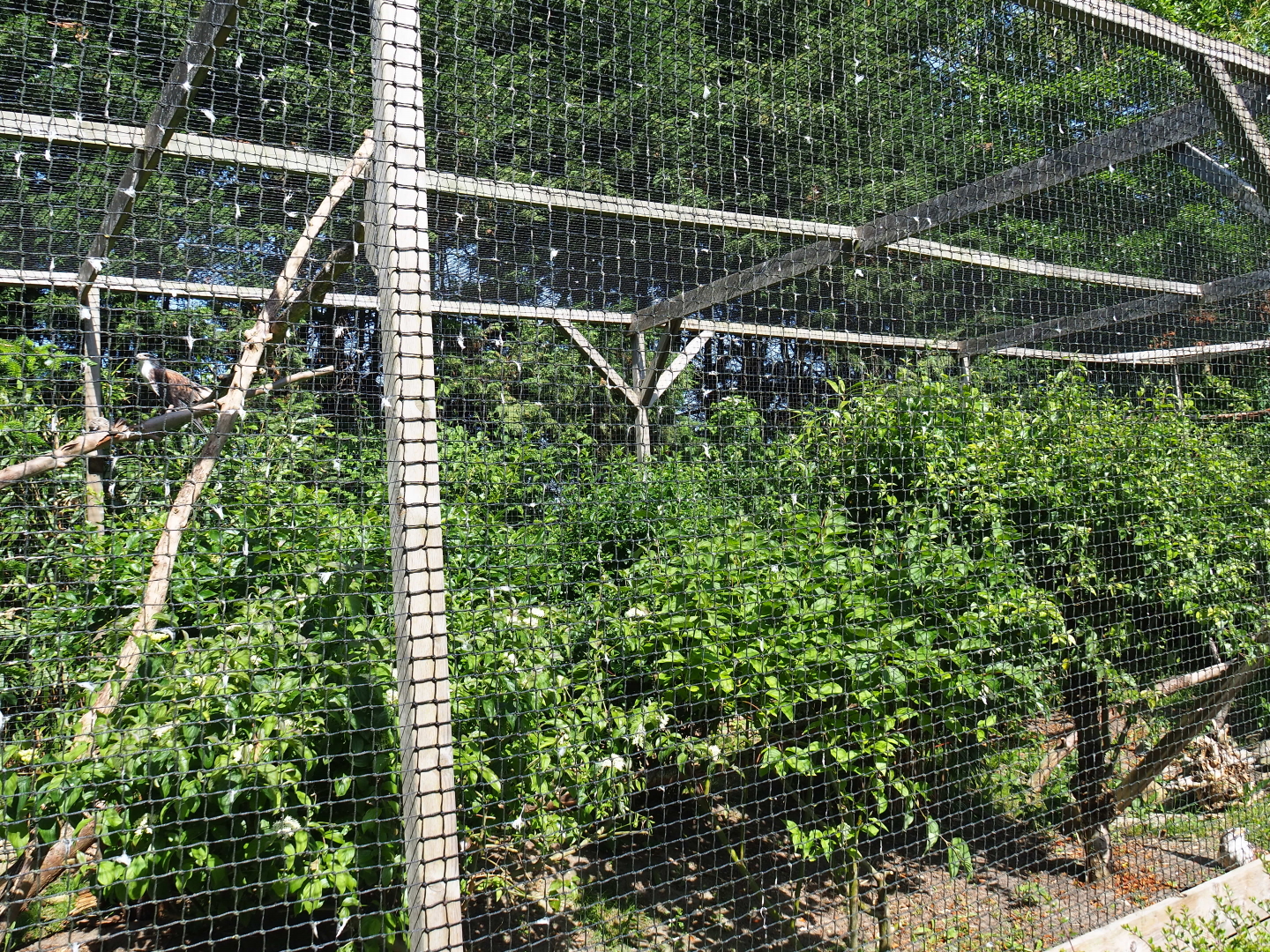 Ferruginous hawk aviary, 2019-06-01