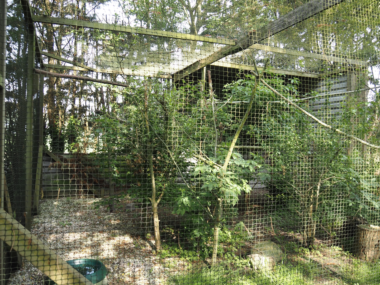 Ferruginous hawk aviary, 2024-05-11