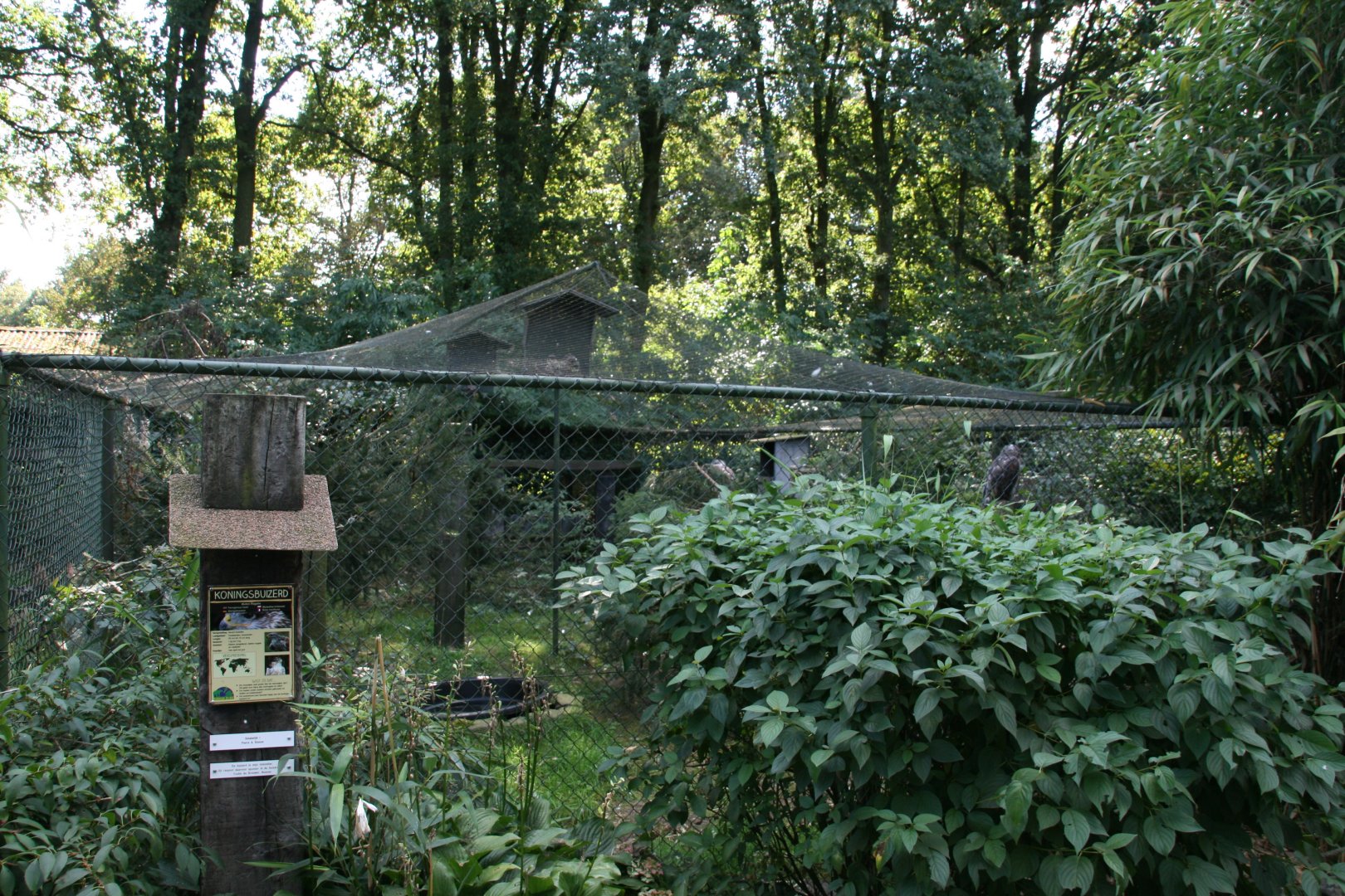 Ferruginous hawk aviary
