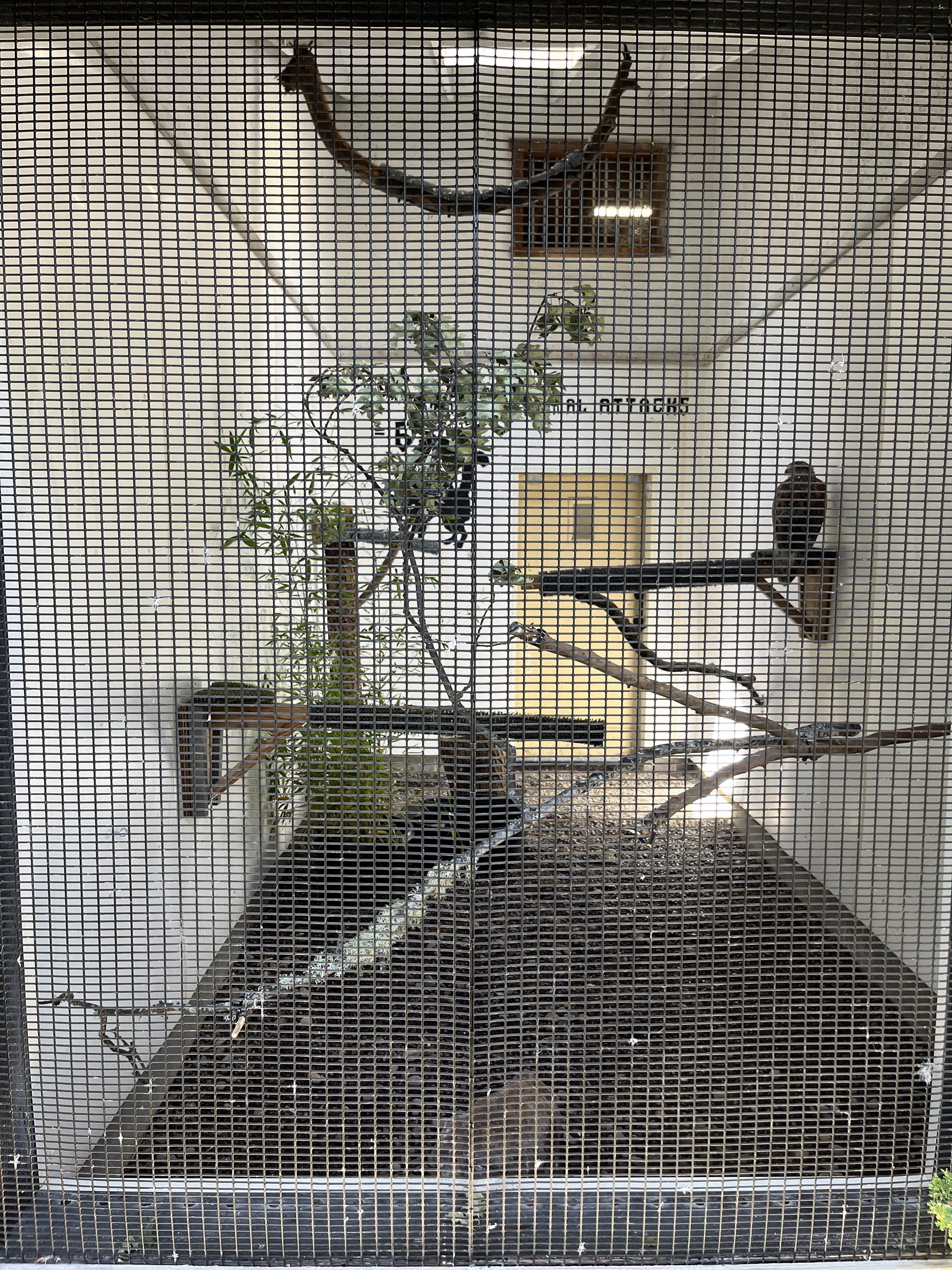 Ferruginous Hawk Aviary