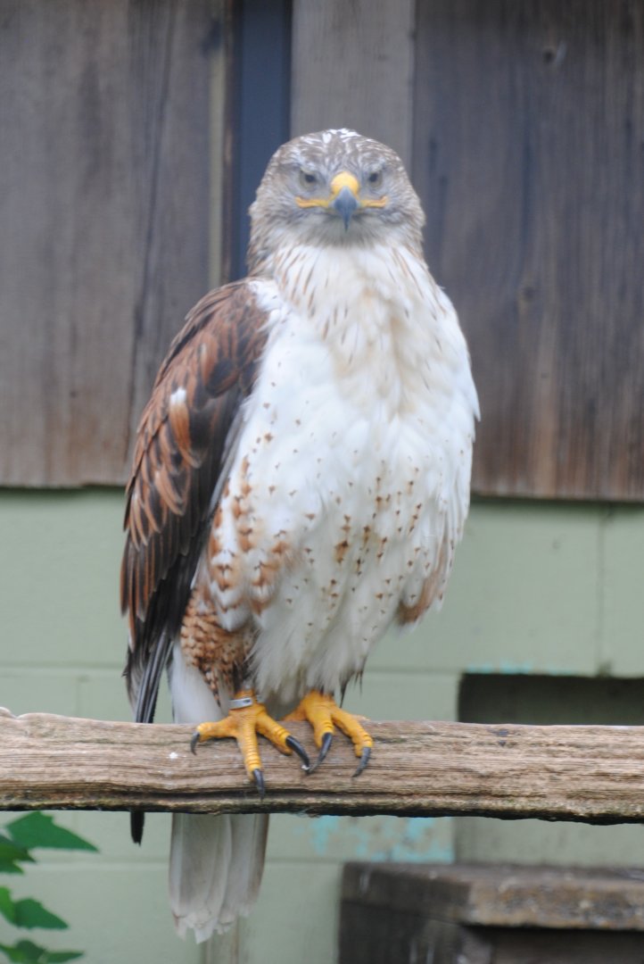 Ferruginous Hawk (birds of prey section)