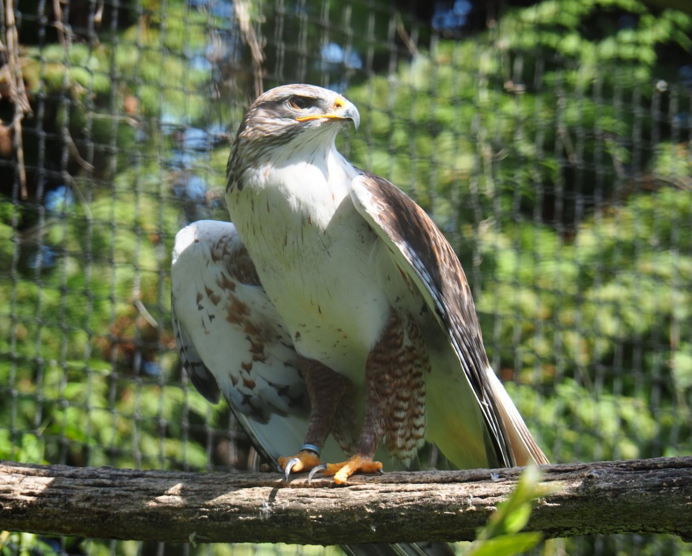 Ferruginous hawk (Buteo regalis), 2019-06-01