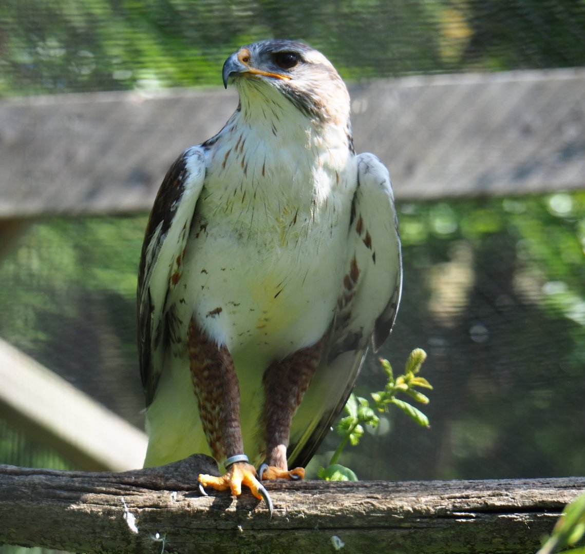 Ferruginous hawk (Buteo regalis), 2019-06-01