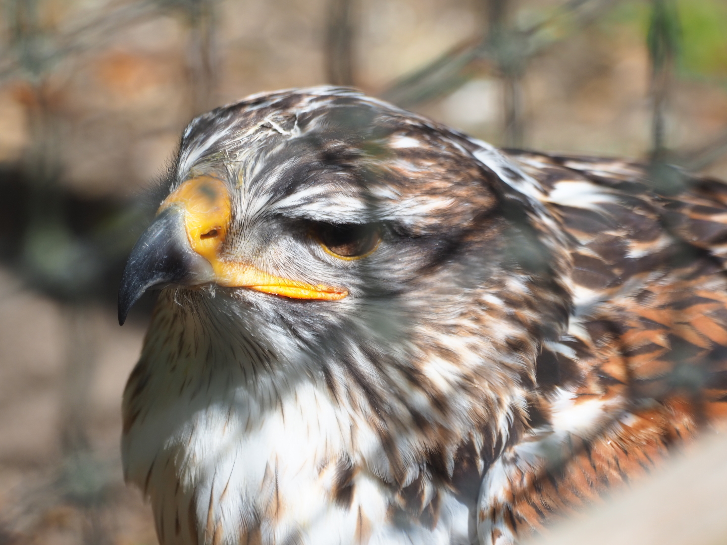 Ferruginous hawk (Buteo regalis), 2019-06-01