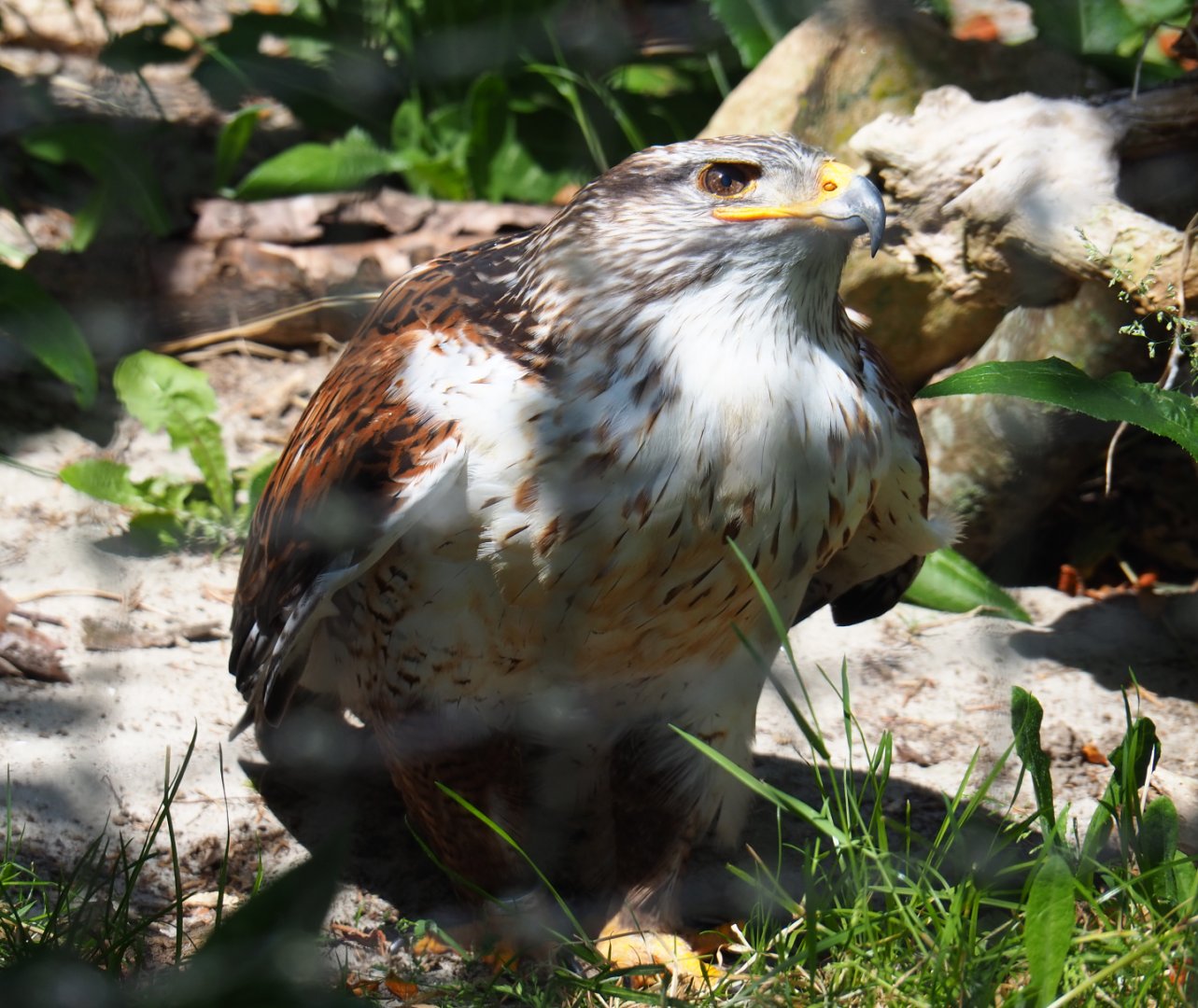 Ferruginous hawk (Buteo regalis), 2019-06-01
