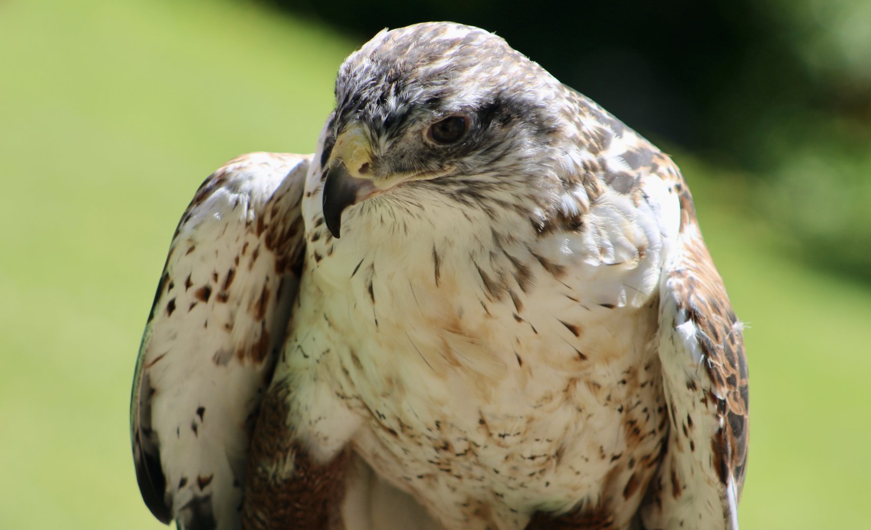 Ferruginous Hawk (Buteo regalis) - "Cree"