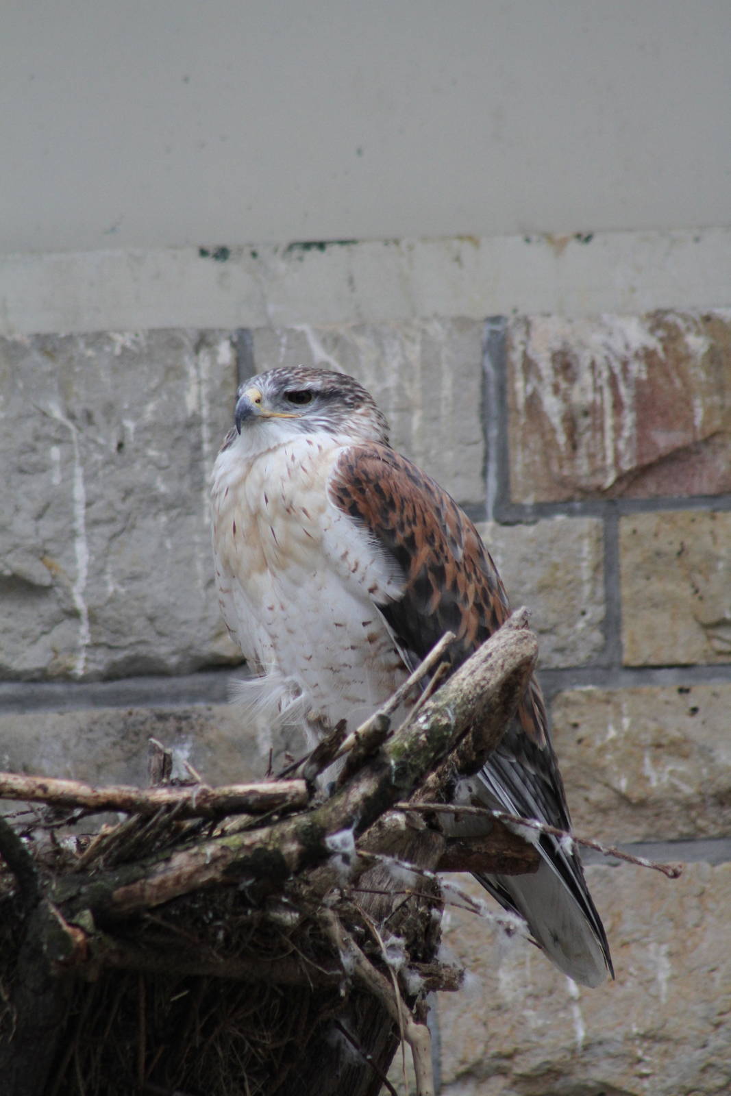 Ferruginous Hawk (Buteo regalis)