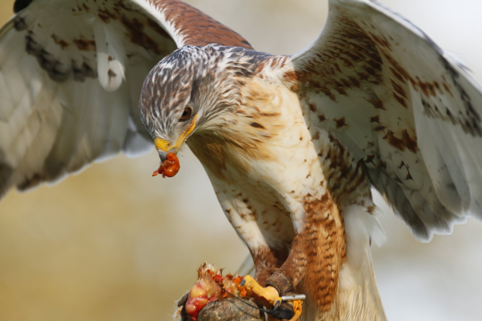 Ferruginous hawk (Buteo regalis)
