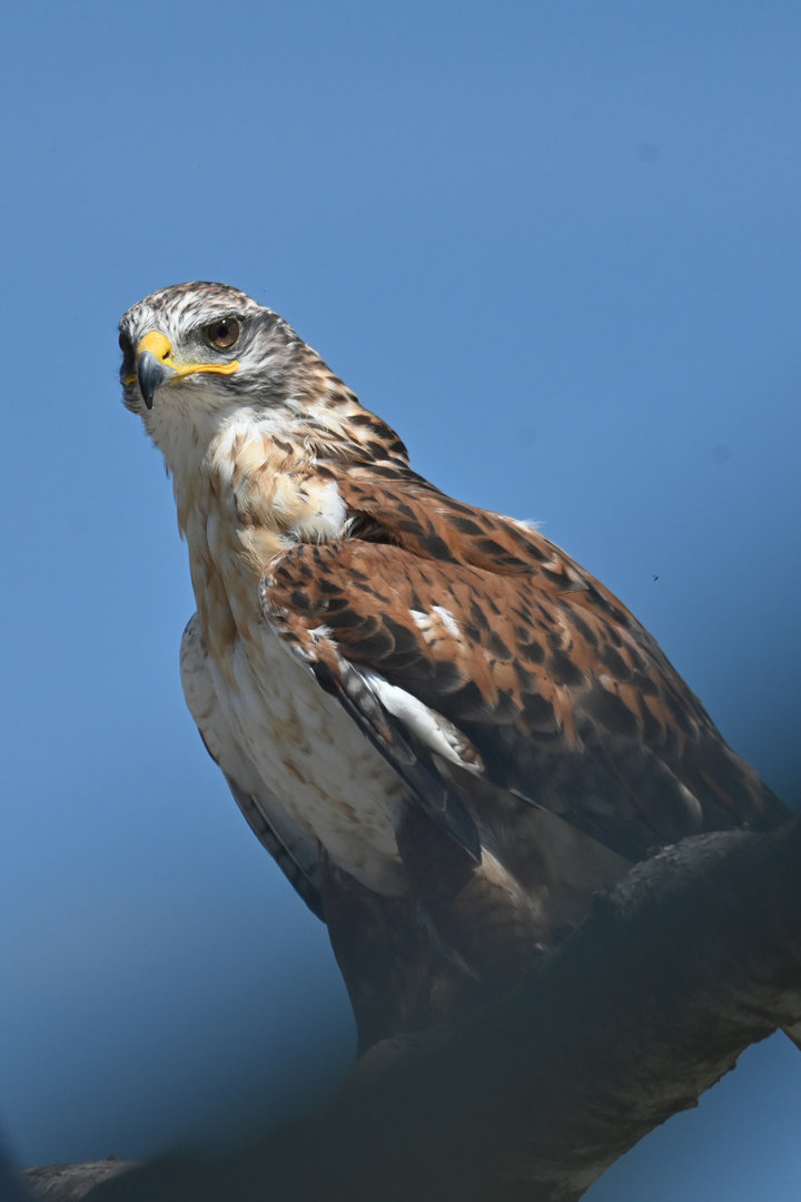 Ferruginous Hawk Buteo regalis
