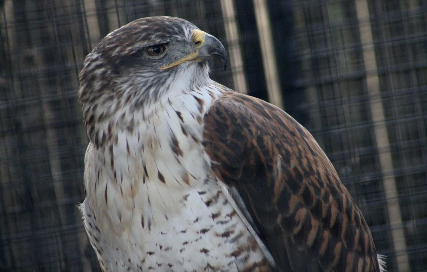 Ferruginous Hawk (Buteo regalis)