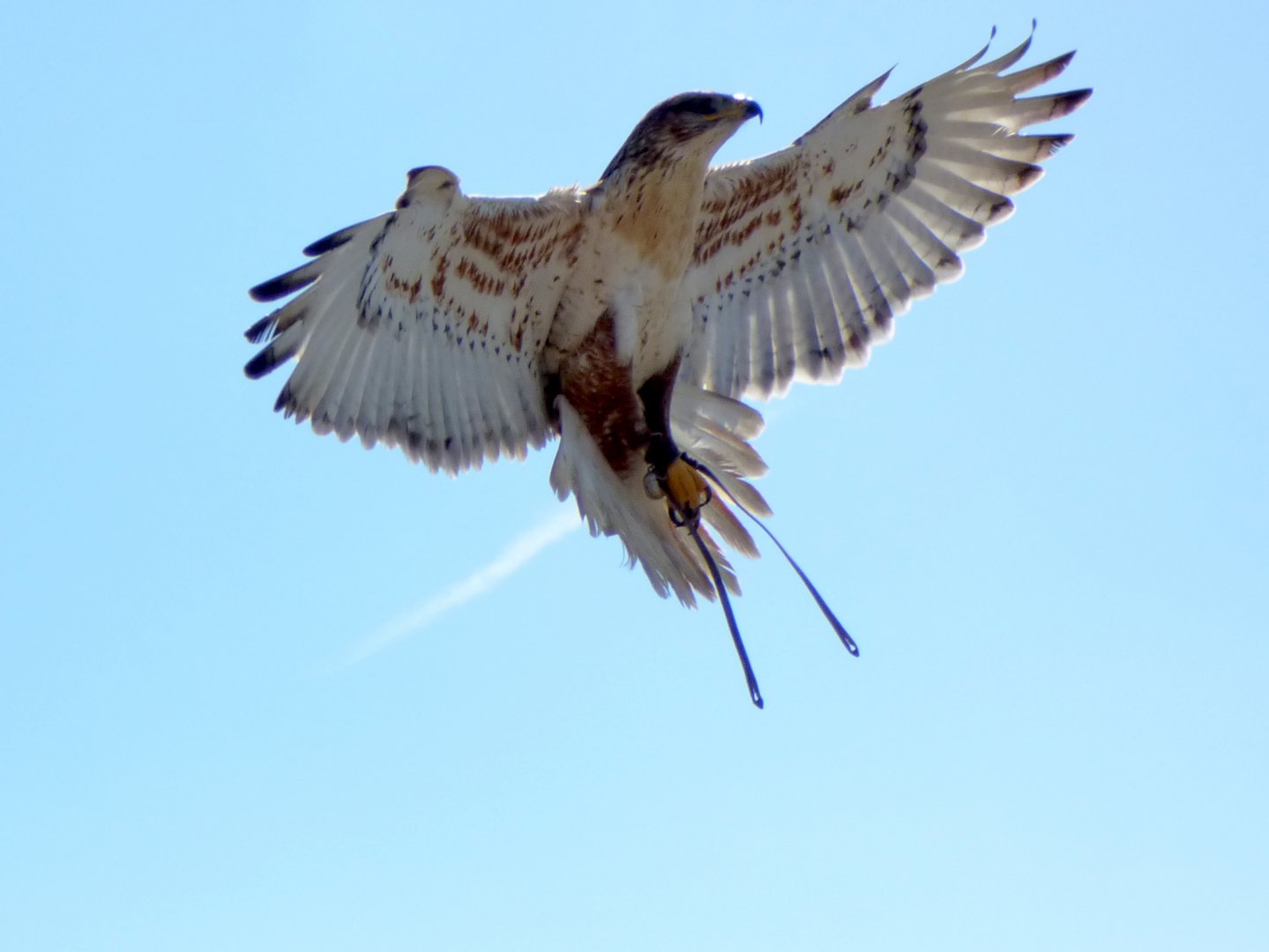 Ferruginous hawk (Buteo regalis)