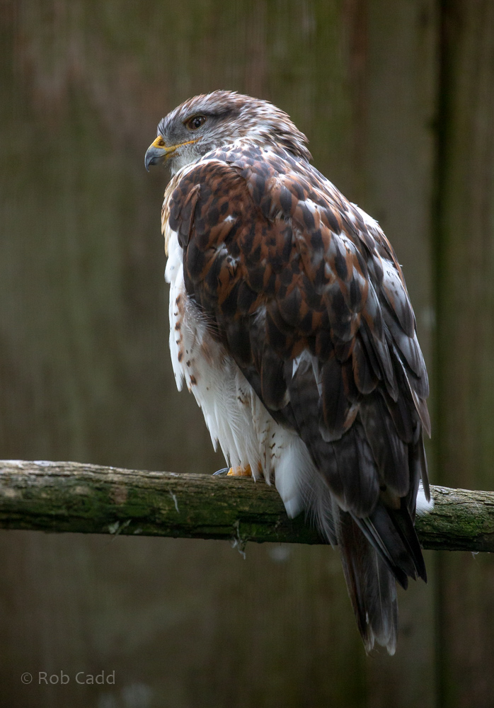 Ferruginous hawk : Cotswold Falconry Centre : 04 Sep 2020