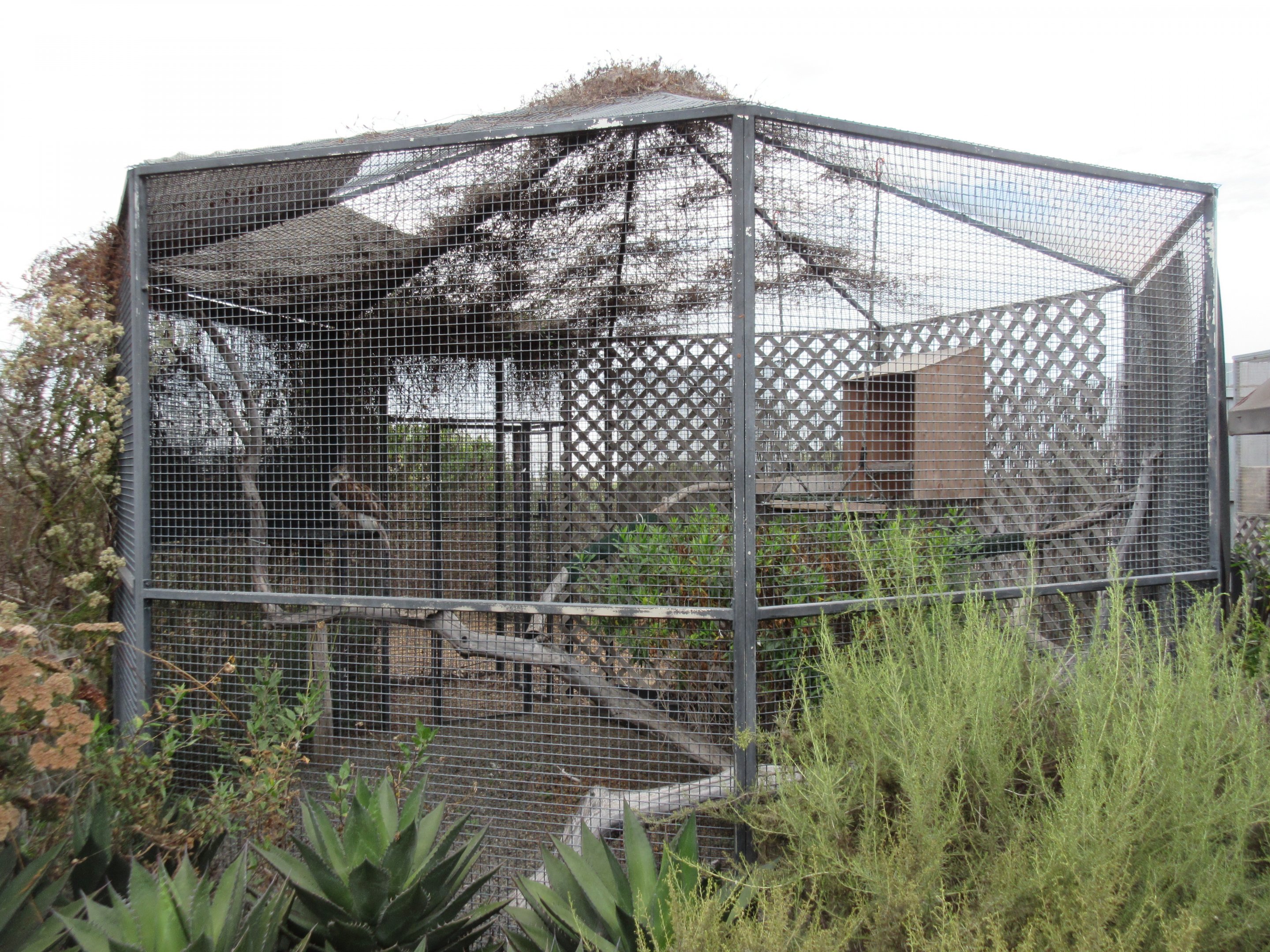 Ferruginous Hawk Exhibit