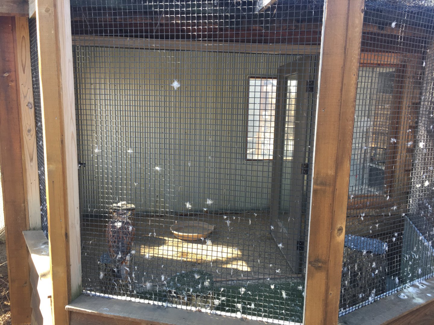 Ferruginous Hawk Exhibit