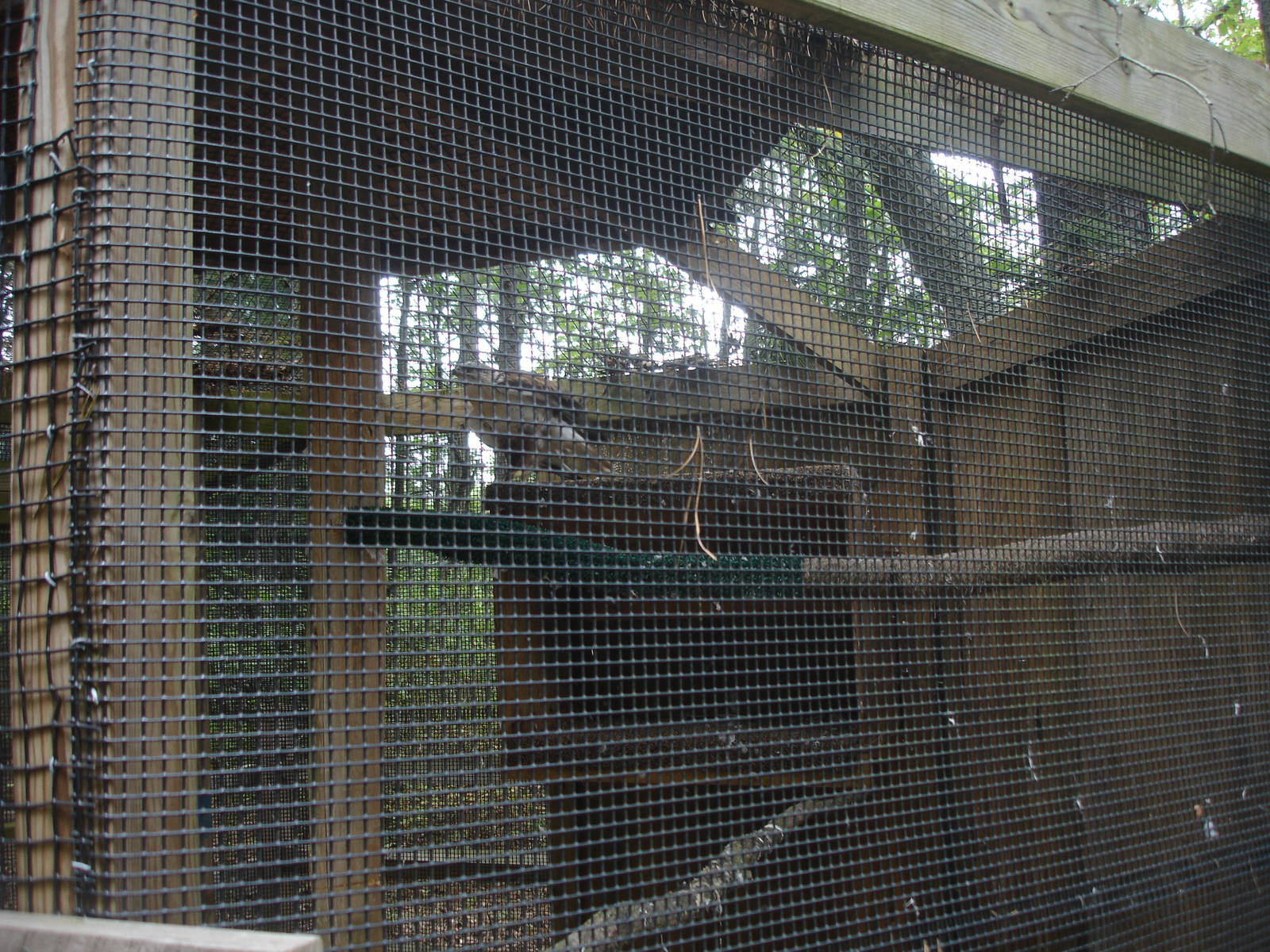 Ferruginous Hawk - Fergie