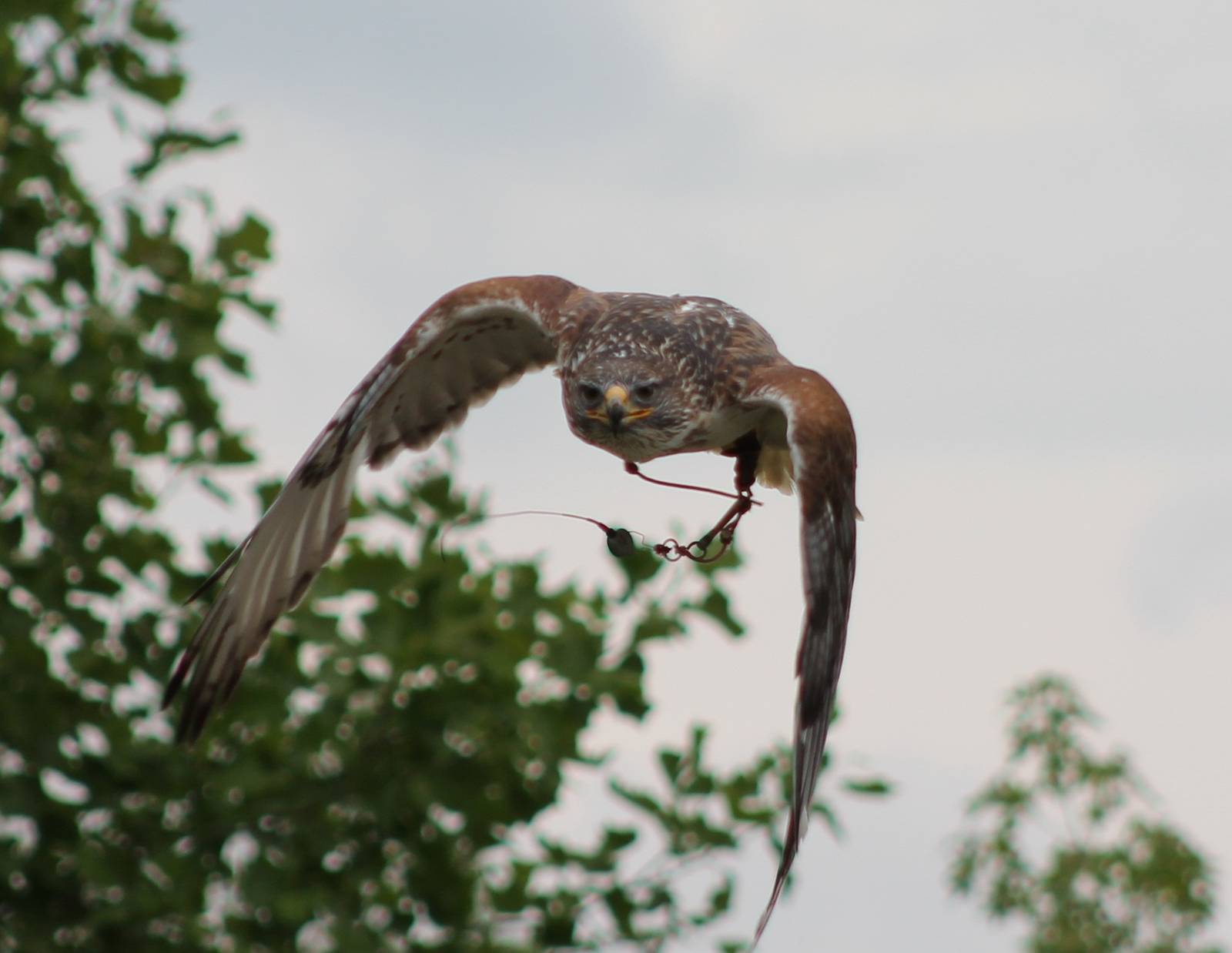 ferruginous hawk in the show
