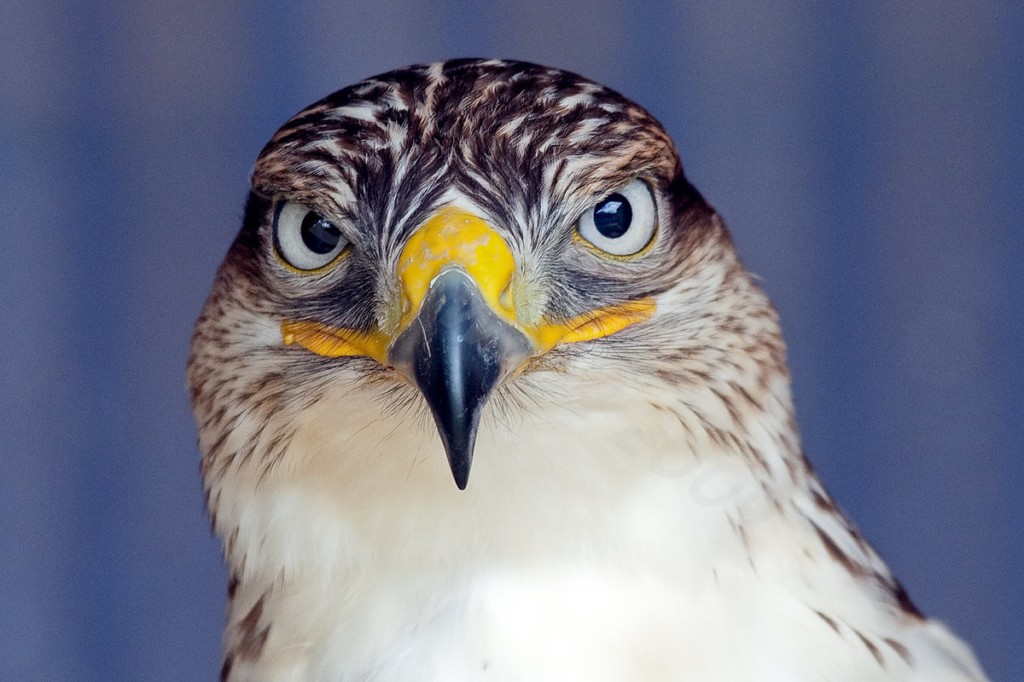 Ferruginous Hawk
