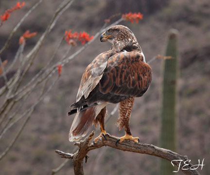 ferruginous hawk