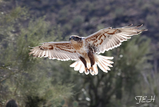 ferruginous hawk