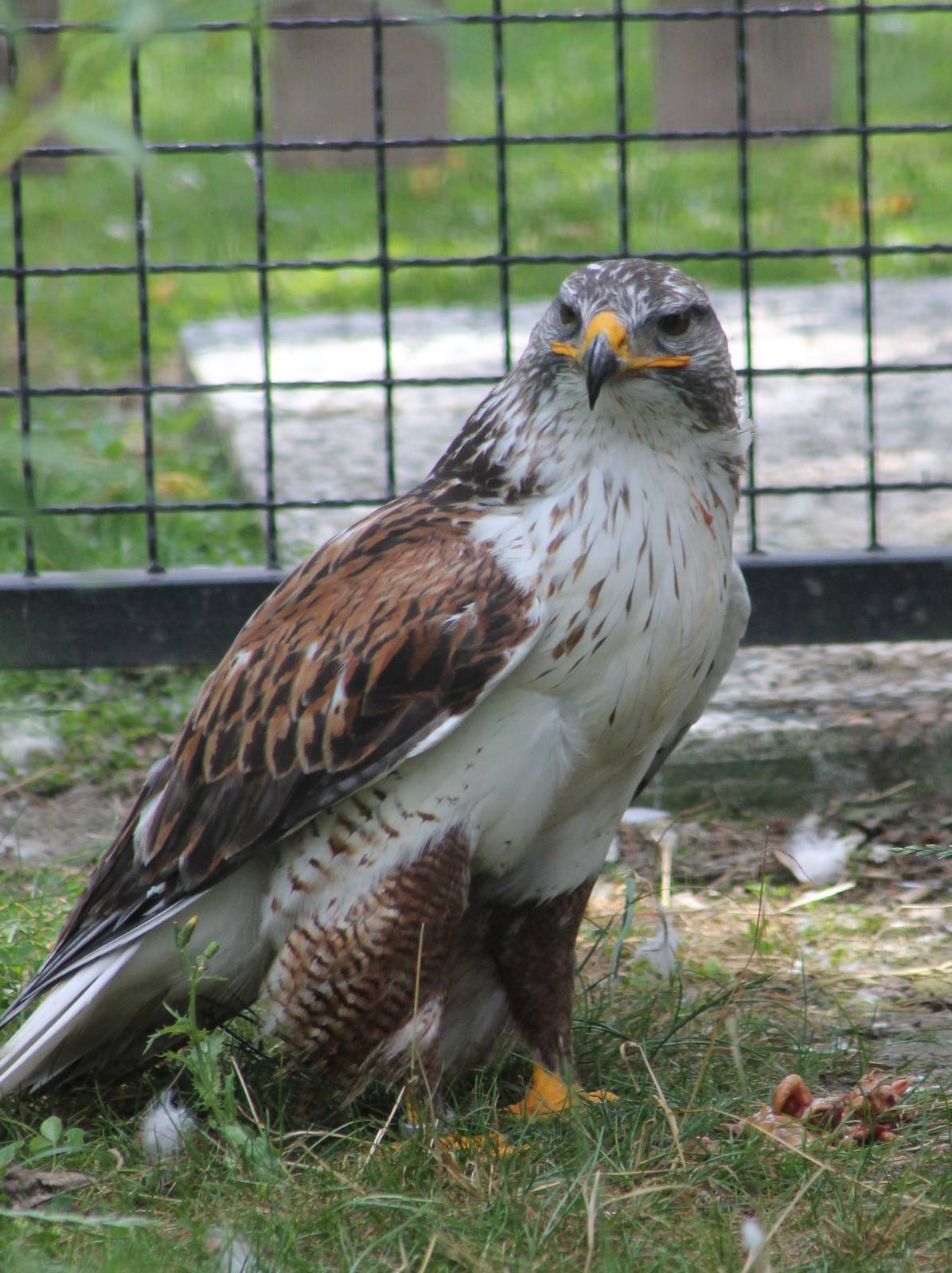 Ferruginous hawk