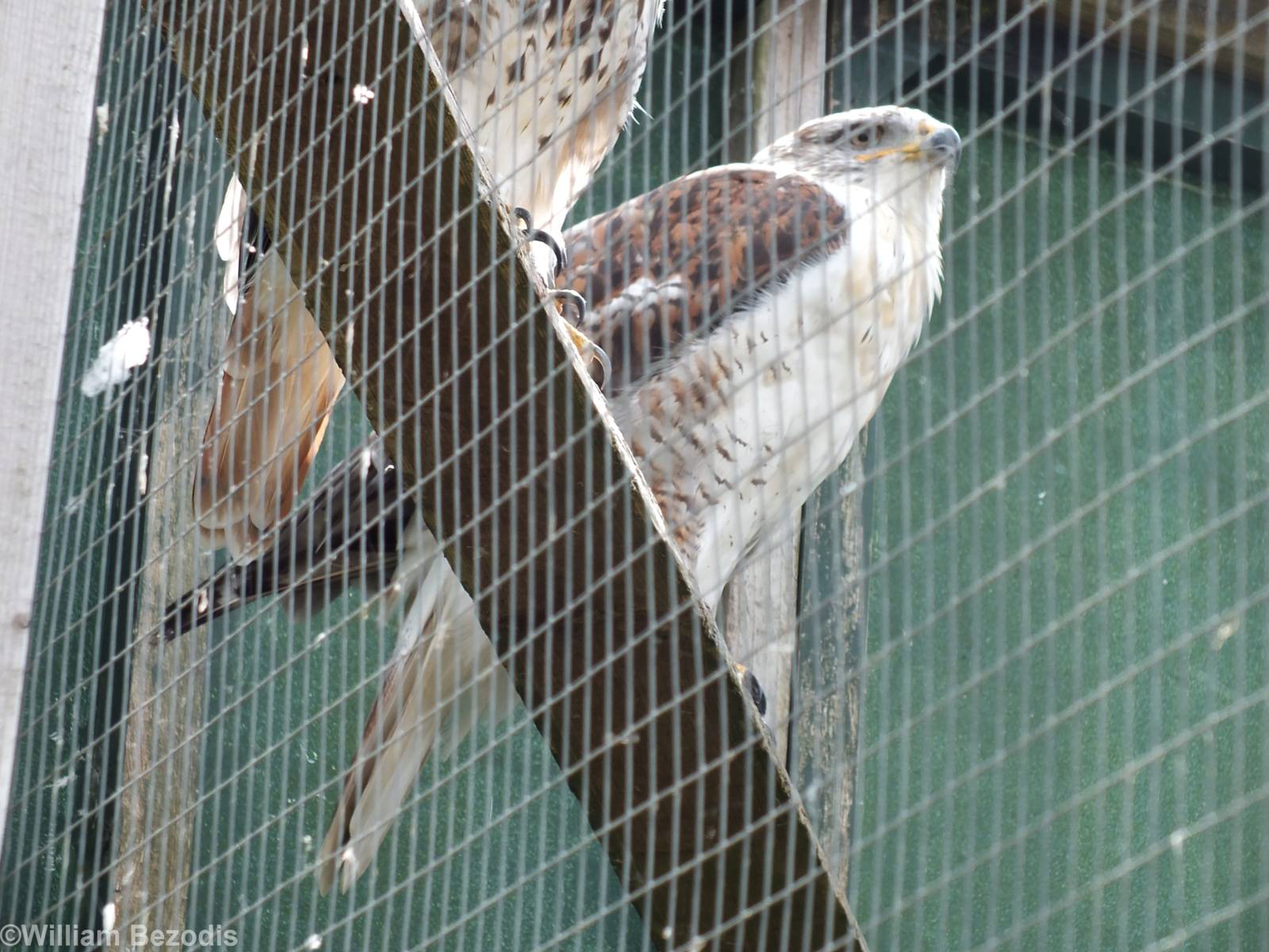 Ferruginous Hawk