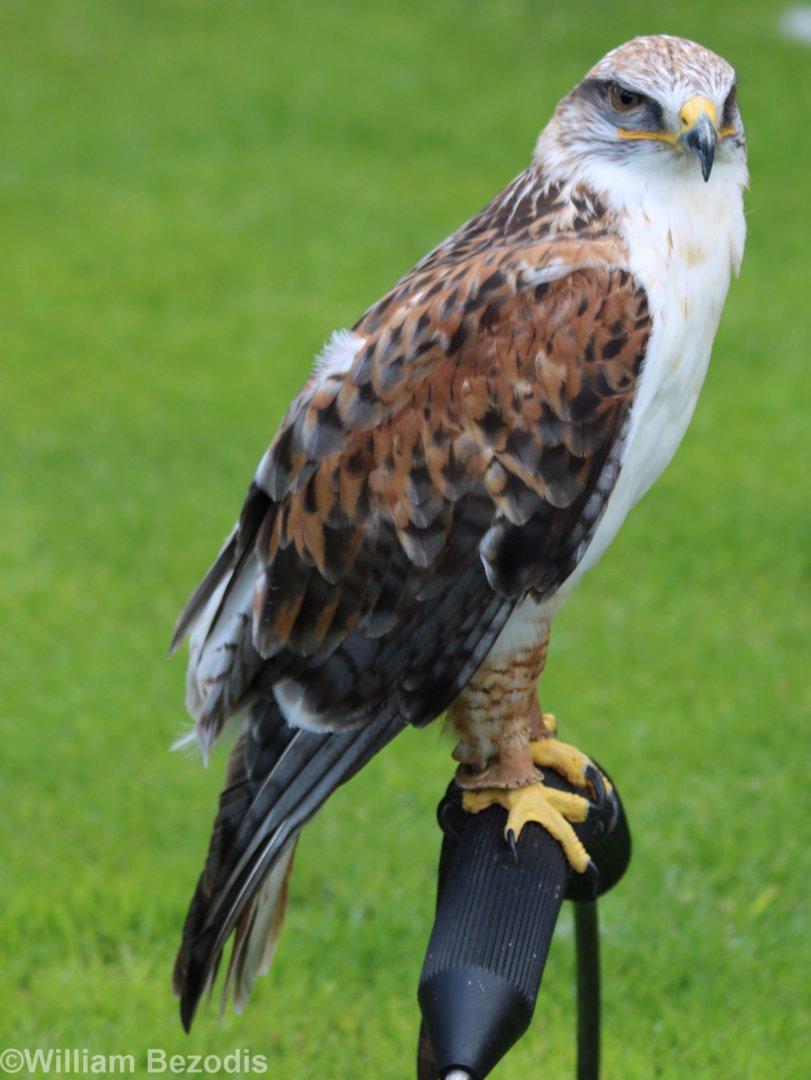 Ferruginous Hawk