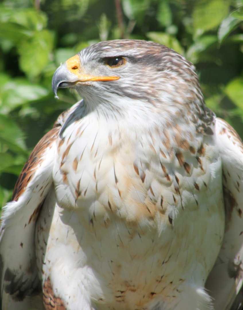Ferruginous hawk